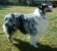 Australischer Sch�ferhund - Australian Shepherd